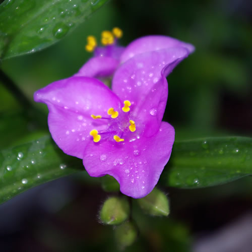 Tradescantia Valor